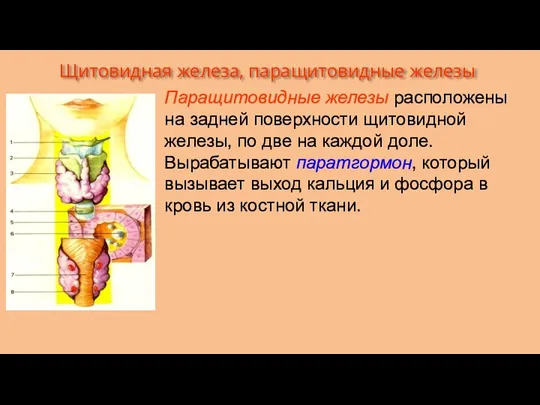 Паращитовидные железы расположены на задней поверхности щитовидной железы, по две