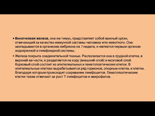 Вилочковая железа, она же тимус, представляет собой важный орган, отвечающий