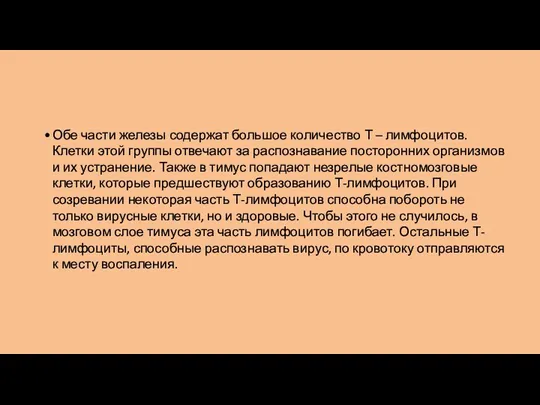 Обе части железы содержат большое количество Т – лимфоцитов. Клетки