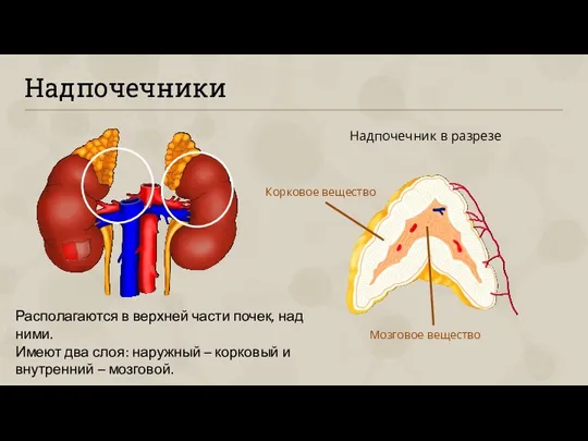 Надпочечники Надпочечник в разрезе Корковое вещество Мозговое вещество Располагаются в