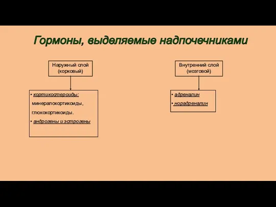 Наружный слой (корковый) Внутренний слой (мозговой) кортикостероиды: минералокортикоиды, глюкокортикоиды. андрогены