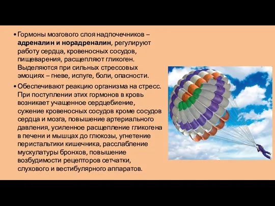 Гормоны мозгового слоя надпочечников – адреналин и норадреналин, регулируют работу