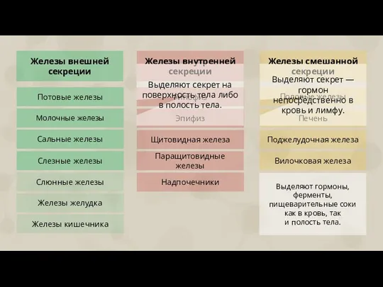 Железы внешней секреции Железы внутренней секреции Железы смешанной секреции Потовые