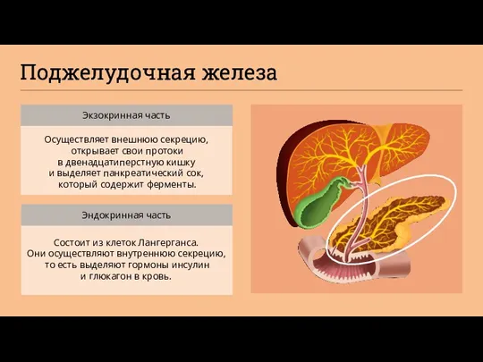 Поджелудочная железа Состоит из клеток Лангерганса. Они осуществляют внутреннюю секрецию,