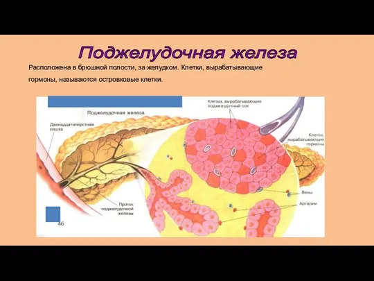 Расположена в брюшной полости, за желудком. Клетки, вырабатывающие гормоны, называются островковые клетки. Поджелудочная железа