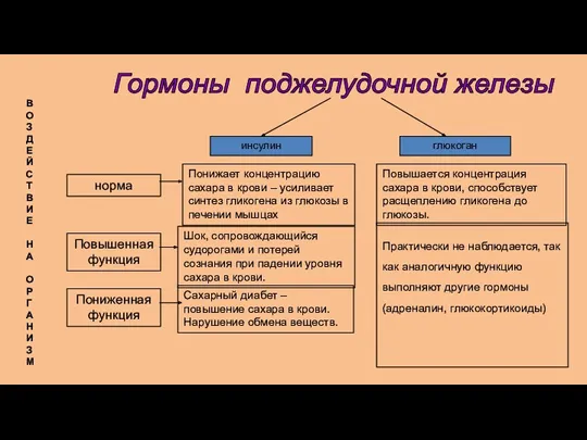 инсулин глюкоган норма Повышенная функция Пониженная функция Понижает концентрацию сахара