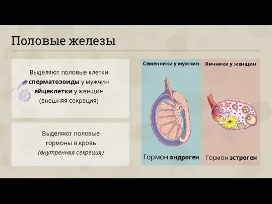 Половые железы Выделяют половые клетки сперматозоиды у мужчин яйцеклетки у