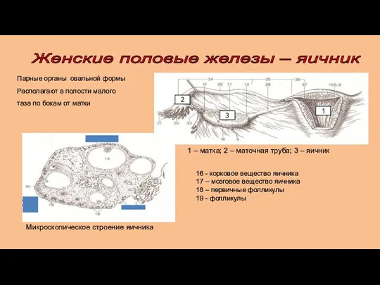 Парные органы овальной формы Располагают в полости малого таза по