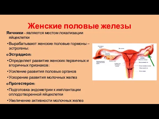 Женские половые железы Яичники - являются местом локализации яйцеклетки Вырабатывают