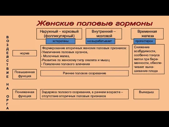 Наружный – корковый (фолликулярный) Внутренний – мозговой Временная железа эстерогены