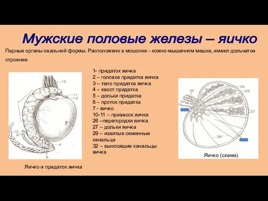 Парные органы овальной формы. Расположено в мошонке – кожно-мышечном мешке,