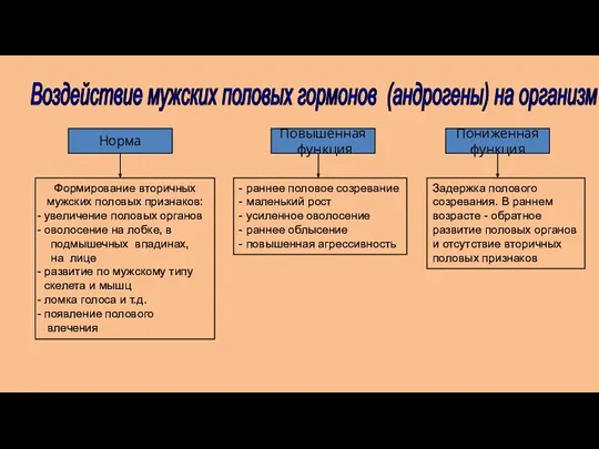 Норма Повышенная функция Пониженная функция Формирование вторичных мужских половых признаков: