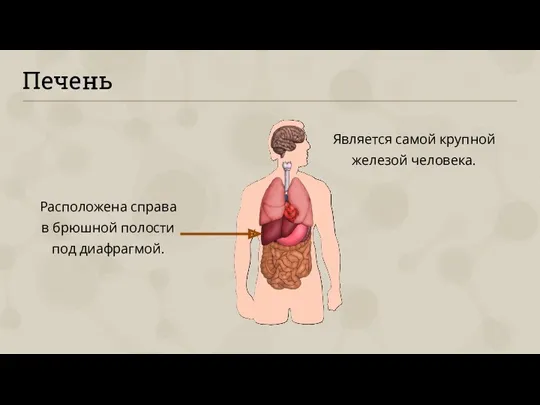 Печень Является самой крупной железой человека. Расположена справа в брюшной полости под диафрагмой.