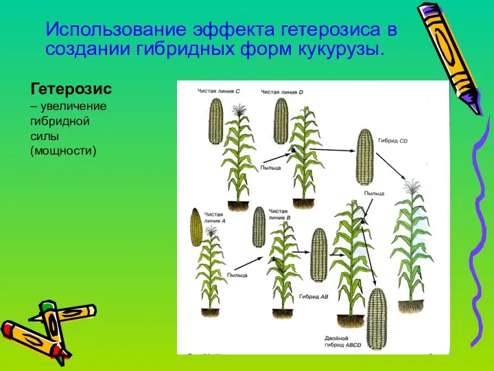 Использование эффекта гетерозиса в создании гибридных форм кукурузы. Гетерозис – увеличение гибридной силы (мощности)