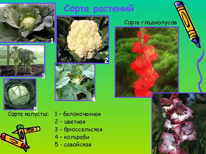 Сорта растений Сорта капусты: 1 – белокочанная 2 – цветная