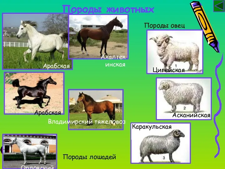 Породы животных Породы лошадей Породы овец Цигейская Асканийская Каракульская