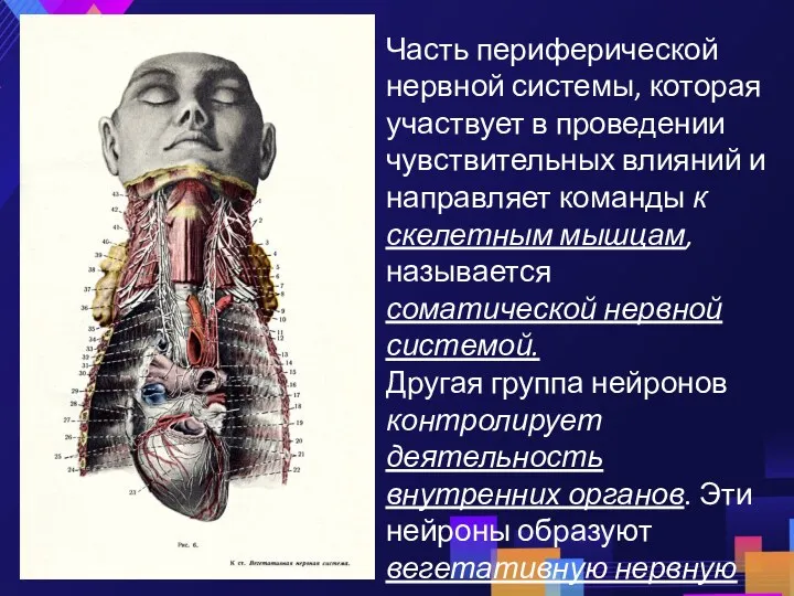 Часть периферической нервной системы, которая участвует в проведении чувствительных влияний и направляет команды