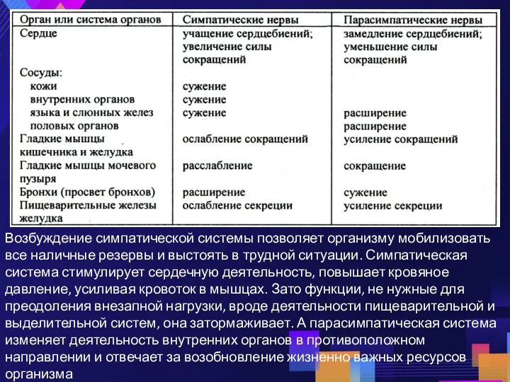 Возбуждение симпатической системы позволяет организму мобилизовать все наличные резервы и