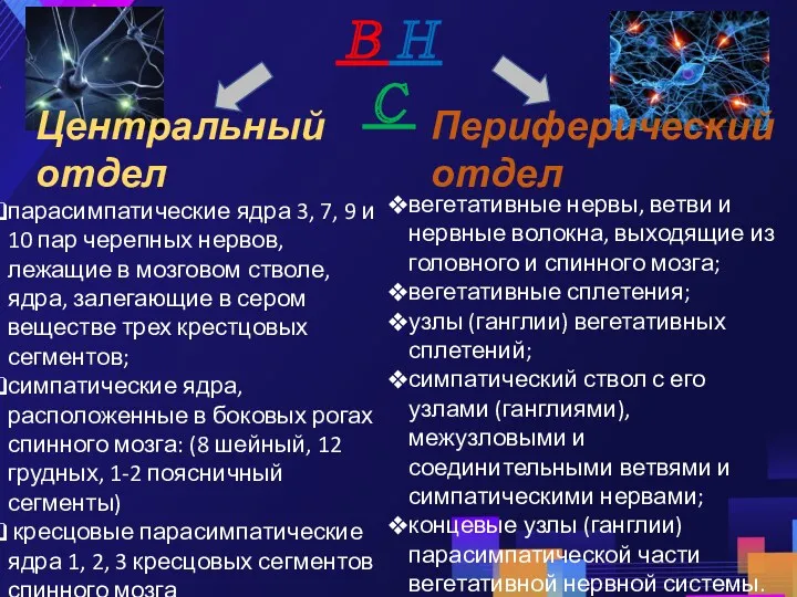 Центральный отдел Периферический отдел парасимпатические ядра 3, 7, 9 и 10 пар черепных