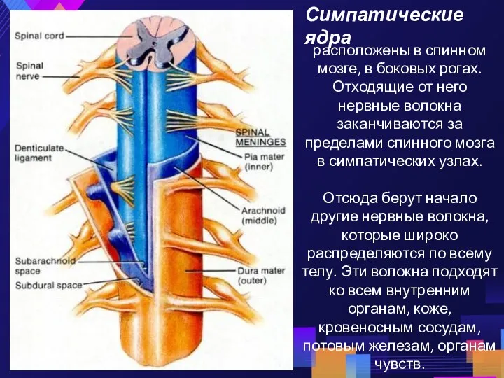 Симпатические ядра расположены в спинном мозге, в боковых рогах. Отходящие от него нервные