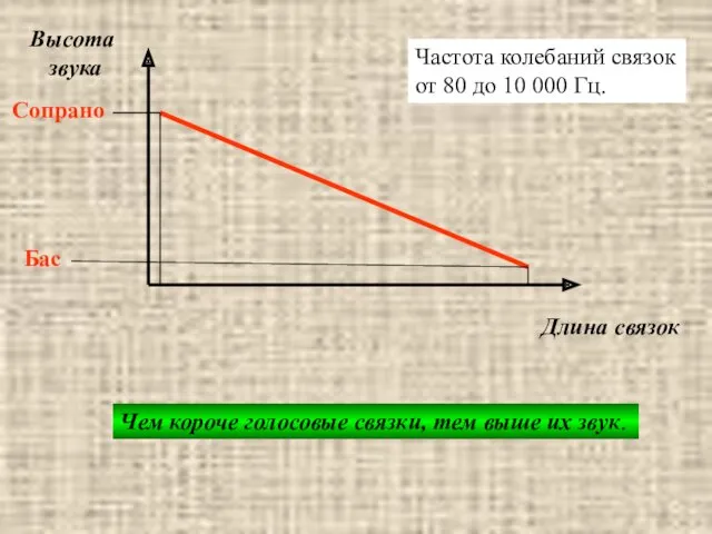 звукообразование Высота звука Длина связок Сопрано Бас Чем короче голосовые