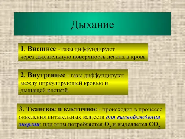 Дыхание 1. Внешнее - газы диффундируют через дыхательную поверхность легких