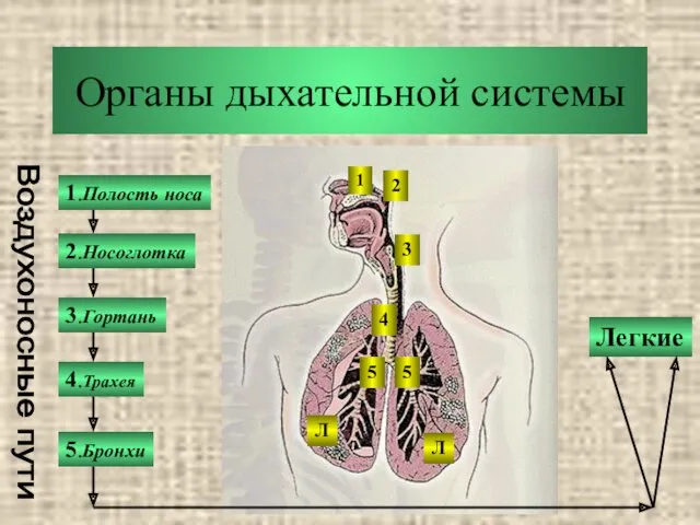 Органы дыхательной системы 1.Полость носа 2.Носоглотка 3.Гортань 5.Бронхи 4.Трахея Легкие