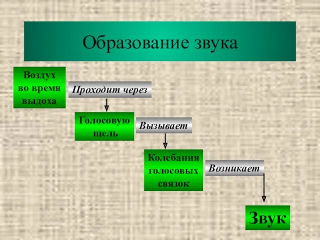 Образование звука Воздух во время выдоха Проходит через Голосовую щель Вызывает Колебания голосовых связок Возникает Звук