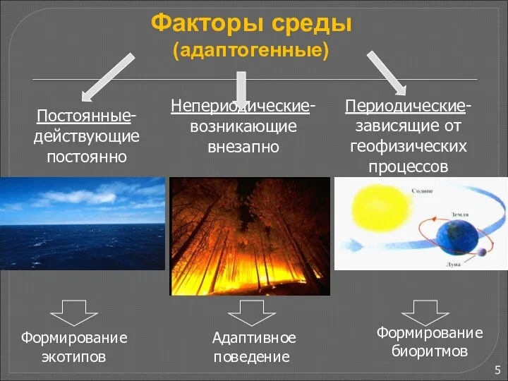 Факторы среды (адаптогенные) Непериодические- возникающие внезапно Постоянные- действующие постоянно Периодические-