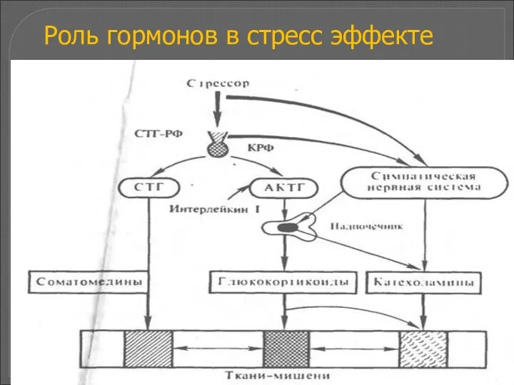 Роль гормонов в стресс эффекте