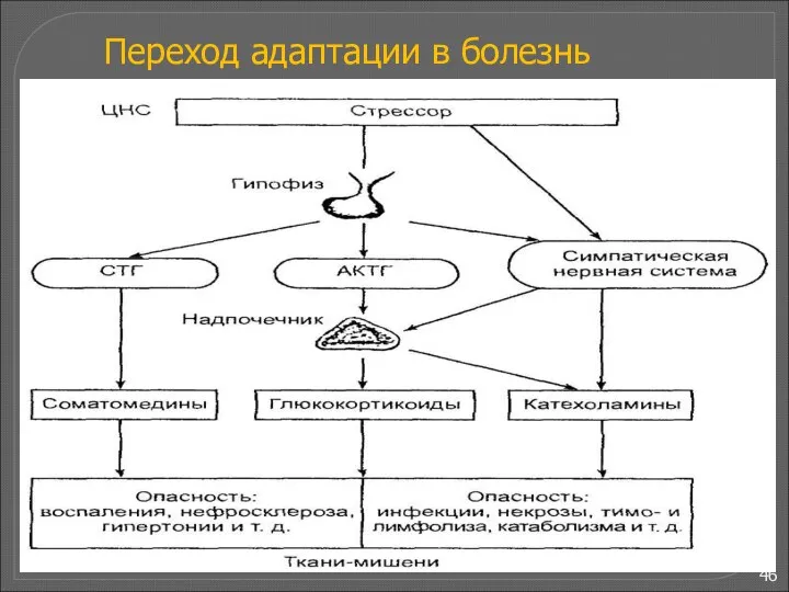 Переход адаптации в болезнь