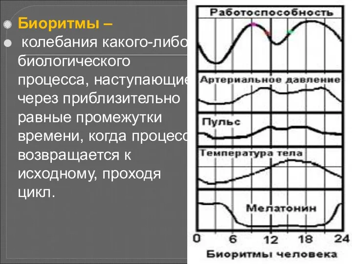 Биоритмы – колебания какого-либо биологического процесса, наступающие через приблизительно равные