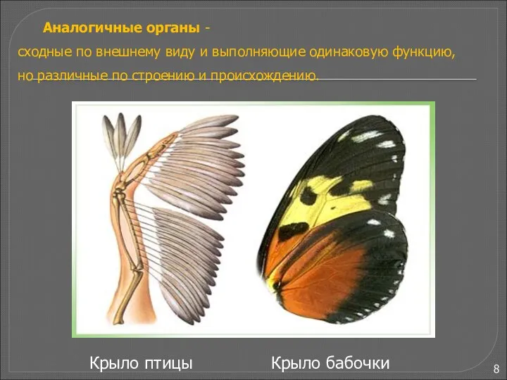Крыло птицы Крыло бабочки Аналогичные органы - сходные по внешнему