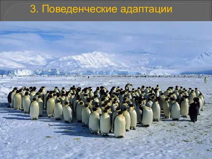 3. Поведенческие адаптации – действия, производимые организмами для успешного существования