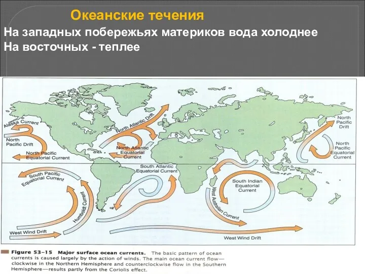 Океанские течения На западных побережьях материков вода холоднее На восточных - теплее