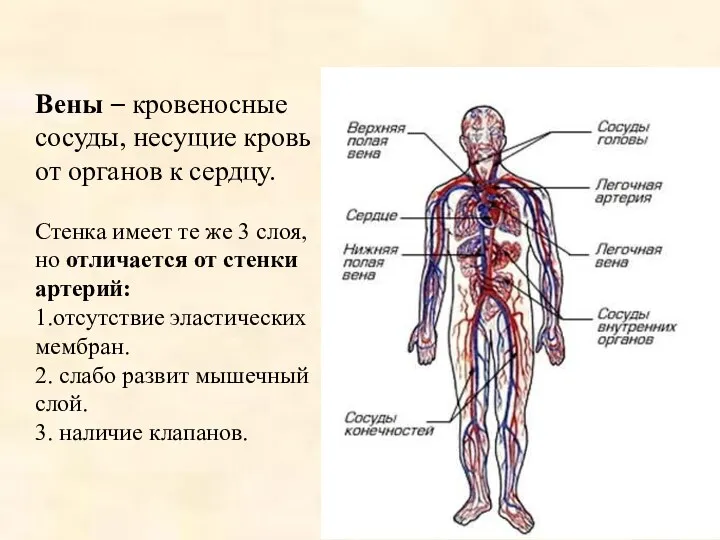 Вены – кровеносные сосуды, несущие кровь от органов к сердцу.