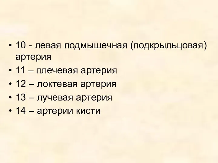 10 - левая подмышечная (подкрыльцовая) артерия 11 – плечевая артерия