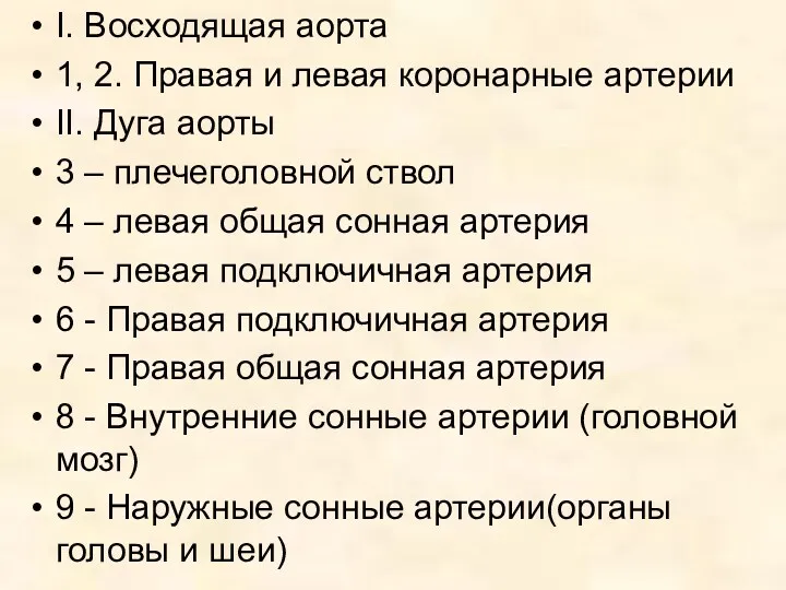 I. Восходящая аорта 1, 2. Правая и левая коронарные артерии