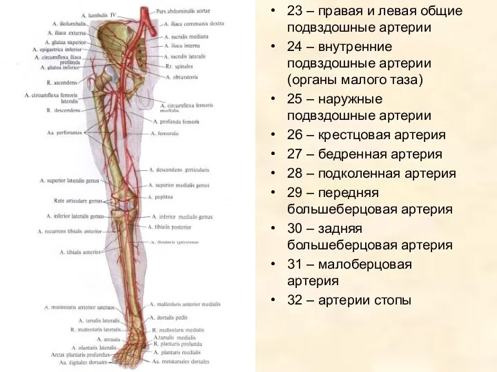 23 – правая и левая общие подвздошные артерии 24 –