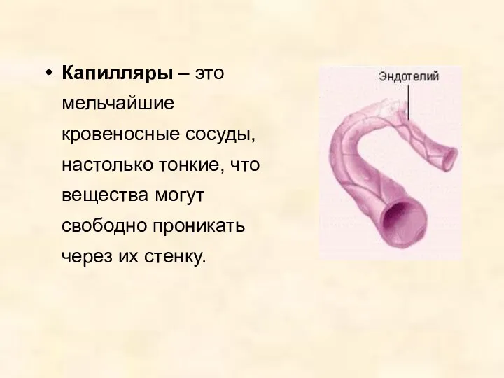 Капилляры – это мельчайшие кровеносные сосуды, настолько тонкие, что вещества могут свободно проникать через их стенку.