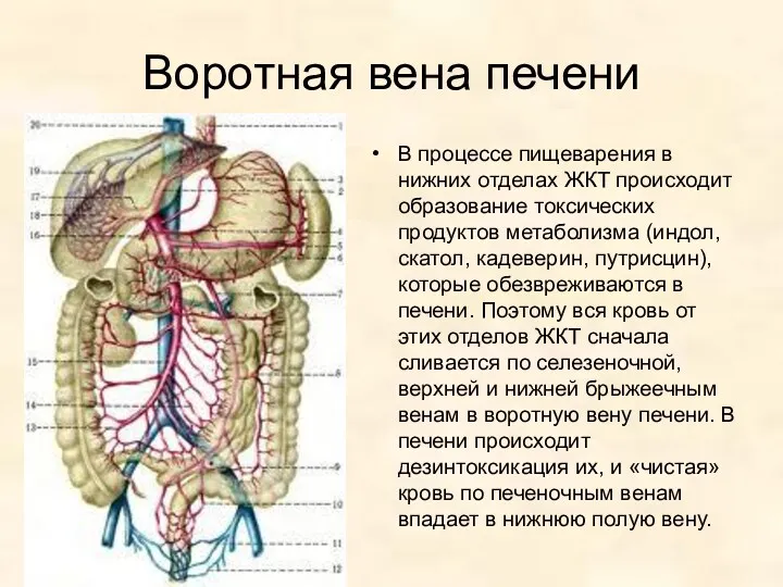 Воротная вена печени В процессе пищеварения в нижних отделах ЖКТ