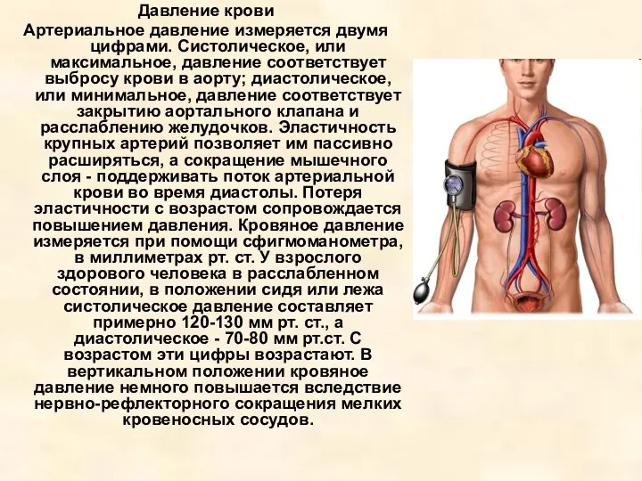 Давление крови Артериальное давление измеряется двумя цифрами. Систолическое, или максимальное,