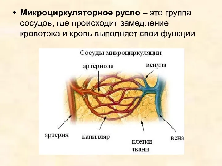 Микроциркуляторное русло – это группа сосудов, где происходит замедление кровотока и кровь выполняет свои функции