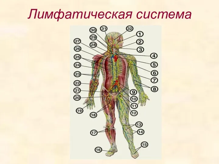 Лимфатическая система