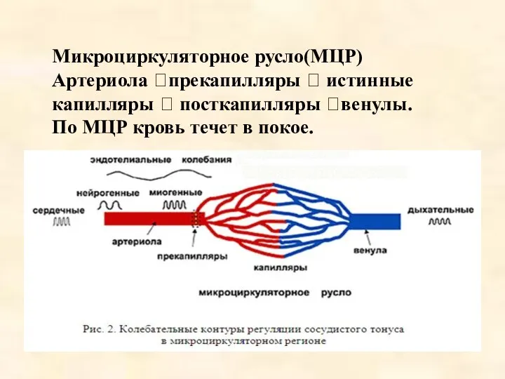 Микроциркуляторное русло(МЦР) Артериола ?прекапилляры ? истинные капилляры ? посткапилляры ?венулы. По МЦР кровь течет в покое.