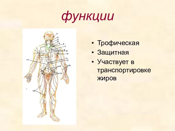 функции Трофическая Защитная Участвует в транспортировке жиров