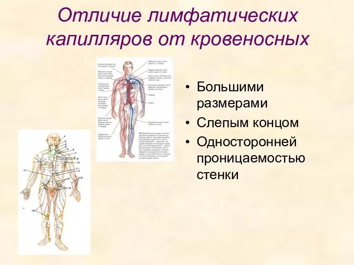 Отличие лимфатических капилляров от кровеносных Большими размерами Слепым концом Односторонней проницаемостью стенки