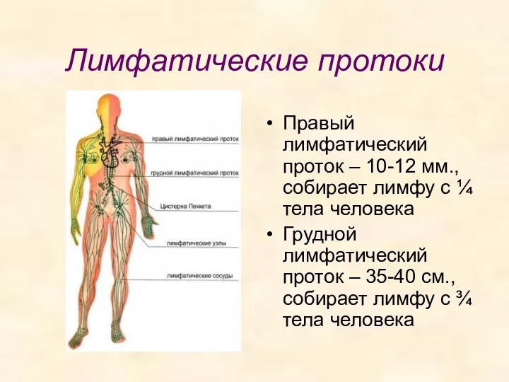 Лимфатические протоки Правый лимфатический проток – 10-12 мм., собирает лимфу