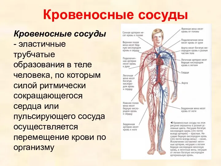 Кровеносные сосуды Кровеносные сосуды - эластичные трубчатые образования в теле