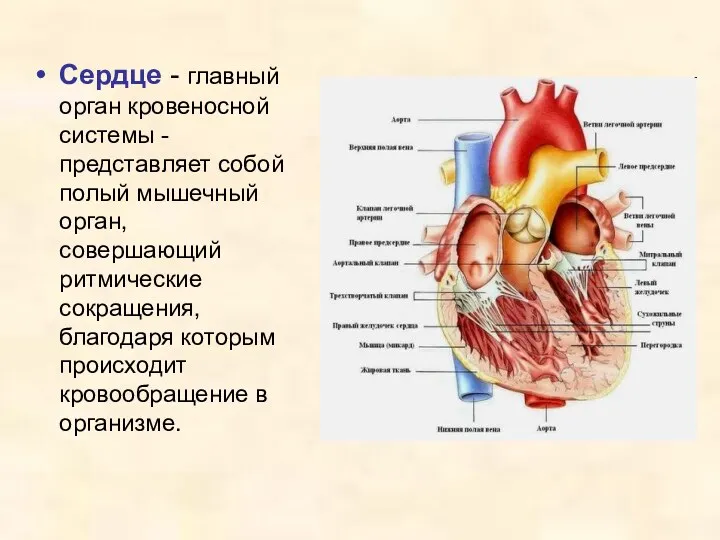 Сердце - главный орган кровеносной системы - представляет собой полый